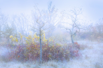 Obraz na płótnie Canvas Rimy Meadow Orchard