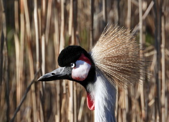 Fototapeta premium Ueckermünde, Tierporträts im Tierpark, Kronenkranich