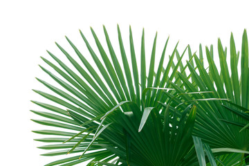 Natural green fan shaped palm leaves isolated on white background