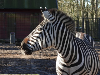 Ueckermünde, Tierporträts im Tierpark, Zebra © fotograupner