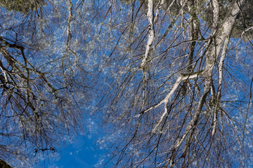 Trees reflected in water
