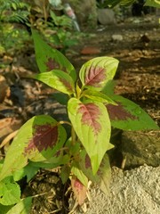 image of houseplants is very beautiful . leaves with a blend of two colors