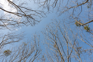Fototapeta na wymiar Dense tree branches on winter sky background