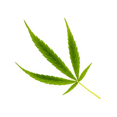 Fresh green Cannabis leaf on white background