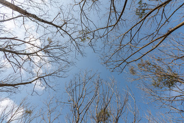 Dense tree branches on winter sky background