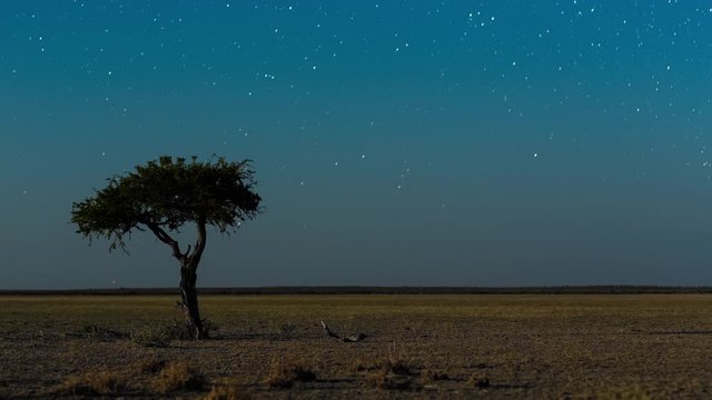 Static astro timelapse of Shepherds tree silhouetted against African night sky with moon rising over wide barren/arid landscape in conservation park, abstract shadows, time passing by, Botswana.
