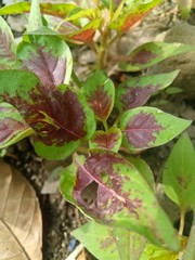 image of houseplants is very beautiful . leaves with a blend of two colors