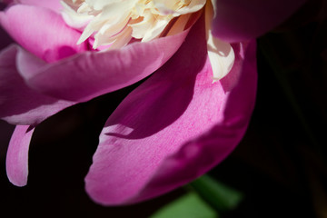 macro bright sunny pink spring fresh peony flower petal full bloom flowers background 