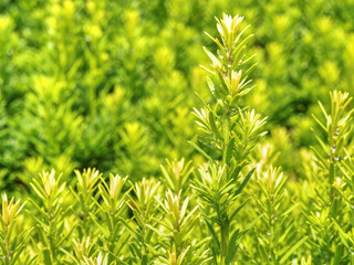 Detail of hedge in the castle garden. Lush foliage