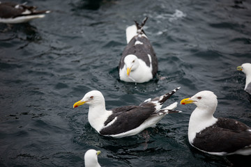 Seagulls on the coast of the Sea of Okhotsk.