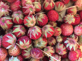 forest strawberries