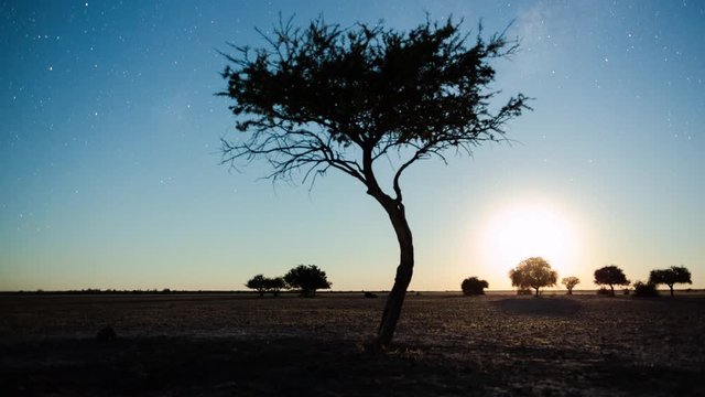 Astro timelapse of Shepherds tree silhouetted against the African night sky with Milky Way rising in the Southern Hemisphere followed by moon rising over a wide barren/arid landscape, with focus pull.