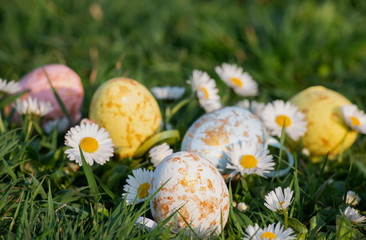 Easter festive beautiful multi-colored eggs on green grass with daisies