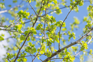 Branches of apple-tree with young green leaves