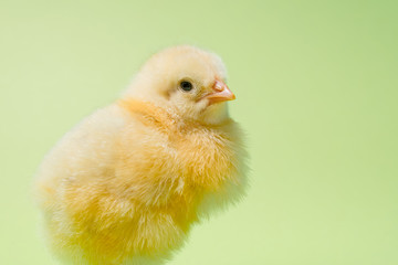 Image of a newborn fluffy fledgling chicken.