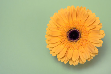 Beautiful fresh gerbera flowers with dew drops on the petals.