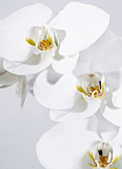 white orchid close up
