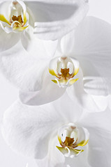 Fototapeta na wymiar Close Up Orchid White