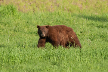 A cinnamon bear (baribal bear) is eating a grass on a top of Whistler Blackcomb slope.