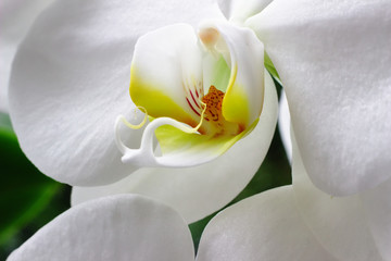 White orchid individually in room. Close-up.