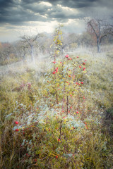 Rimy Meadow Orchard with rosehips