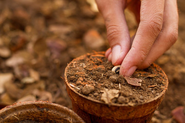 Hand sowing a seed into a full soil of pot, Growing flower and vegetable in a pot concept.