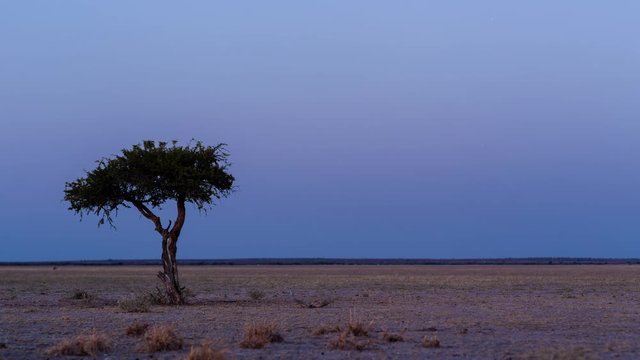 Static night-to-day transition timelapse of  moonlight landscape with lone (Shepards) tree as sun rises slowly, light up barren desolate African scene, antelope grazing in distance, Botswana, Kalahari