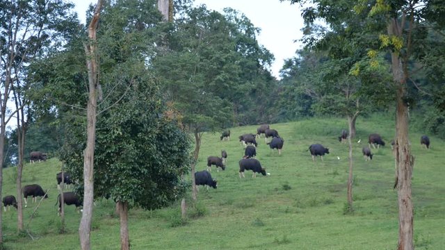 gaur (bos gaurus) graze near in nature Time lapse video view
