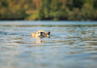 portrait cute a Corgi puppy with big ears swims funny in a blue lake on a hot summer day pulling its face out of the water