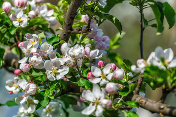 Beautiful apple tree branch with sun. the seed-bearing part of a plant, consisting of reproductive organs (stamens and carpels) that are typically surrounded by a brightly colored corolla (petals)