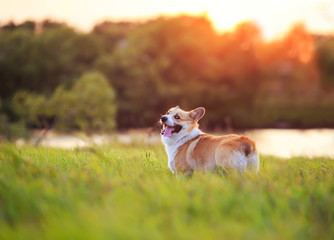 portrait of a cute red Corgi dog puppy walking through a green meadow on a summer evening against a bright sunset