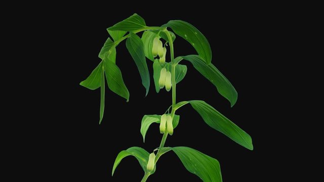 Time-lapse of opening Polygonatum multiflorum flower (also known as Solomon's seal, David's harp, ladder-to-heaven) 1d1 in PNG+ format with ALPHA transparency channel isolated on black background