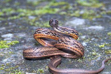 COMMON MOCK VIPER Pssamodynastes pulverulentus, Mildly venomous, Common Eaglenest Wildlife Sanctuary, Arunachal Pradesh, INDIA