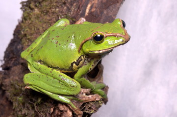 BURMESE GLIDING FROG, Rhacophorus burmanus.Frog from Eaglenest WLS, Arunachal Pradesh