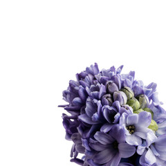 Hyacinth on white.