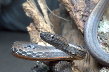 COMMON MOCK VIPER Pssamodynastes pulverulentus, Mildly venomous, Common Eaglenest Wildlife Sanctuary, Arunachal Pradesh, INDIA