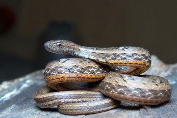 COMMON MOCK VIPER Pssamodynastes pulverulentus. Common Eaglenest Wildlife Sanctuary, Arunachal Pradesh, INDIA