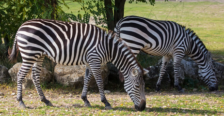 Fototapeta na wymiar Two stripped zebras grazing outdoo