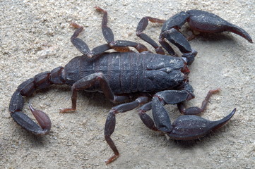 Euscorpiops sp., Montane Scorpion from Pakke Tiger Reserve, Arunachal Pradesh