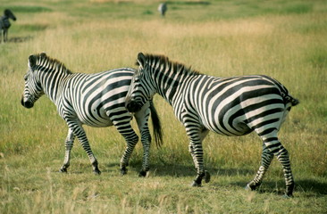 Obraz na płótnie Canvas Common Zebra pair in Maasai Mara, Kenya.