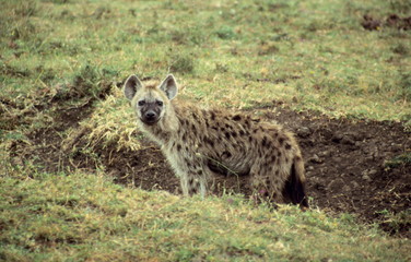 Spotted Hyena in Serengeti National Park, Tanzania.