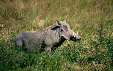 Warthog in Ngorongoro Conservation Area, Tanzania.