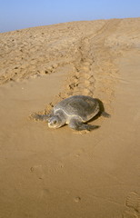 Obraz premium An Olive Ridley Sea turtle (female) returning to the sea after laying eggs on Rushikulya beach, Ganjam dist. of Orissa, India.