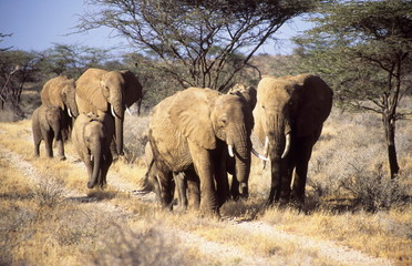 Fototapeta na wymiar A herd of African Elephants (Loxodonta africanus) in Samburu Game Reserve, Kenya.