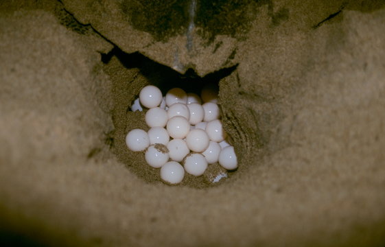 The Olive Ridley Sea turtle laying eggs on Rushikulya beach, Ganjam dist. of Orissa, India.