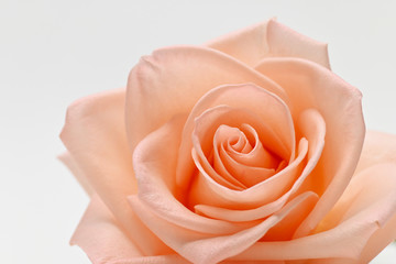 Fototapeta na wymiar single beauty flower rose gold color blossom with heart shape isolated on white background