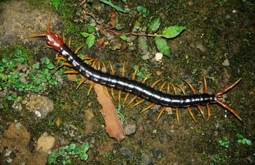 A Centipede in Bhimashankar Wildlife Sanctuary, Maharashtra..