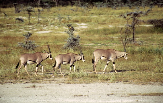 Beisa's Oryx (Oryx gazelle beisa) in Shaba National Reserve, Kenya.