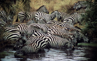 Fototapeta na wymiar Plain's (Common) Zebra (Equus burchellii) assemble at a waterhole during their mass migration from Serengeti to Mara in June..