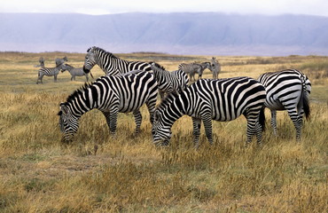 Fototapeta na wymiar Plain's (Common) Zebra (Equus burchellii) in Ngorongoro Conservation Area, Tanzania..